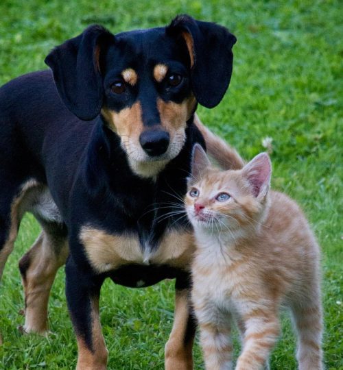 cat, dog, animals, pets, garden, friends, lovely, relationship, kitten, puppy, small, green love, green animals, green garden, green gardening, green pets, cat, dog, dog, dog, dog, nature, pets, pets, pet, animal, pets, pets, pets, kitten, kitten