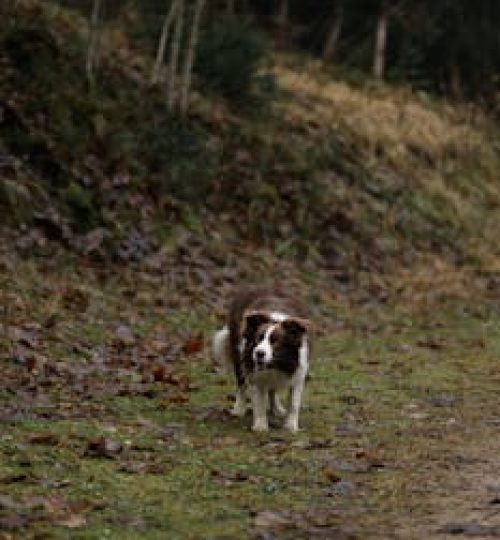 A Border Collie exploring a forest path during a quiet day in nature.